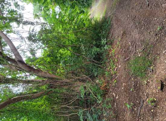 35-A, C, D Montpellier QU, 20-1898, Other, Lots and Land,  for sale - Dionne Nelthropp, Hibiscus Homes