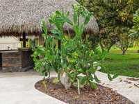 House 1199444763