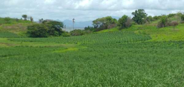 NF07 Uciwai, Nadi, Farm,  for sale, PROPERTY EXPERTS 