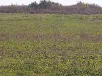 House 2670867452