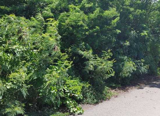 45-O Hannah's Rest WE, 25-1055, Other, Lots and Land,  for sale - Dionne Nelthropp, Hibiscus Homes