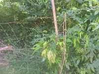 House 2566796675