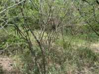 House 2625762099