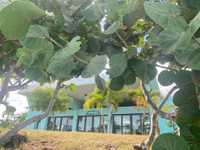 House 2735761500