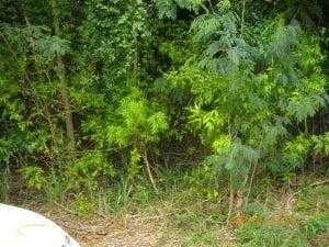29 Mt. Victory NA, 25-1775, Other, Lots and Land,  for sale - Dionne Nelthropp, Hibiscus Homes