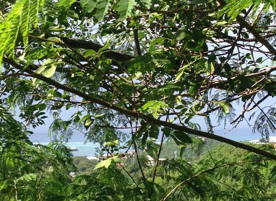 4 of 137 Mt. Welcome EA, 25-1780, Other, Lots and Land,  for sale - Dionne Nelthropp, Hibiscus Homes