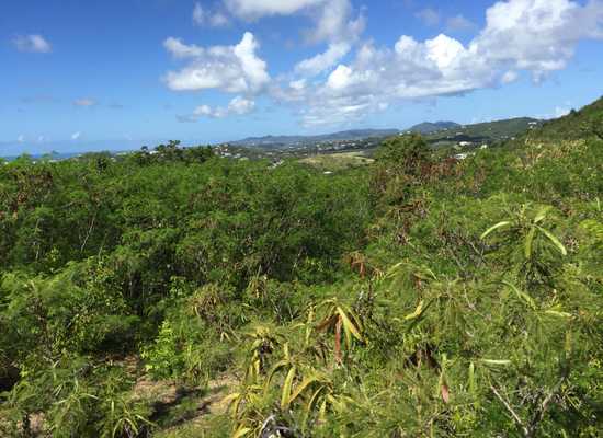 11 Yellow Cliff EB, 24-1670, Other, Lots and Land,  for sale - Dionne Nelthropp, Hibiscus Homes