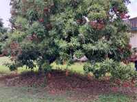 House 2729163264