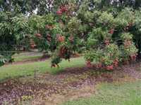 House 2729163267