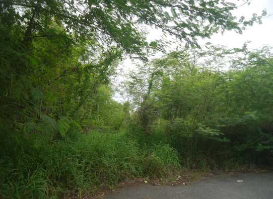 175 Bugby Hole CO, 25-1831, Other, Lots and Land,  for sale - Dionne Nelthropp, Hibiscus Homes