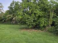 House 2995936601