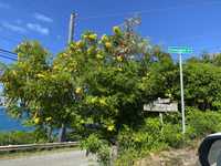 House 2942605929