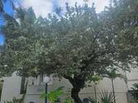 House 2934403451