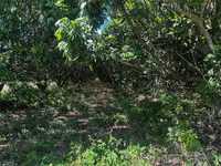 House 2950462452