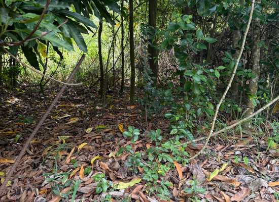 23 Orange Grove WE, 26-754, Other, Lots and Land,  for sale - Dionne Nelthropp, Hibiscus Homes