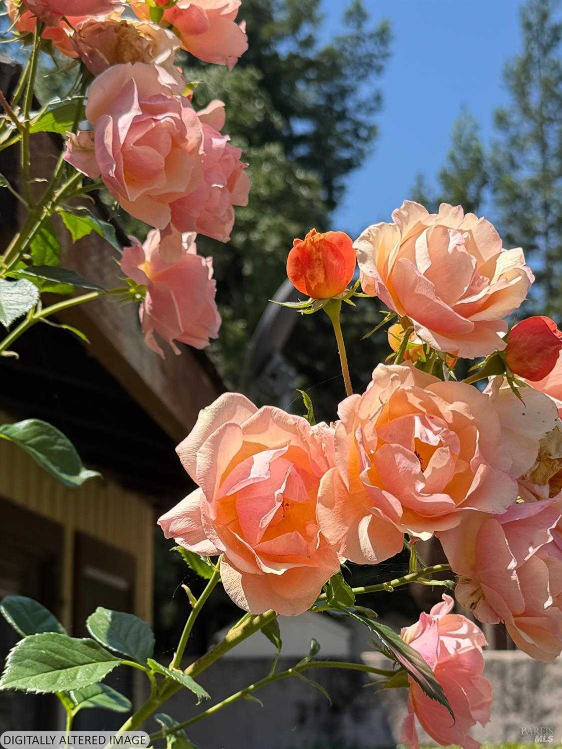 1927 Marsh Road Santa Rosa California United States, for Sale, residential, Peter Basso, Realtor®️, Coldwell Banker Realty